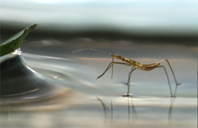 ¿ Cómo pueden algunos pequeños insectos andar sobre el agua ?