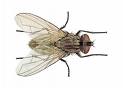 ¿ Las moscas podrían llegar a ser más grandes que los humanos?